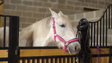 slow motion close up shot of a white horse in a stable