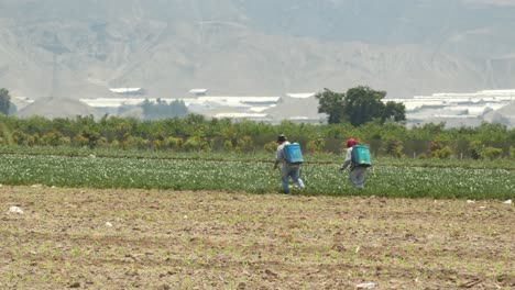 two men walking through agricultural field spraying pesticides