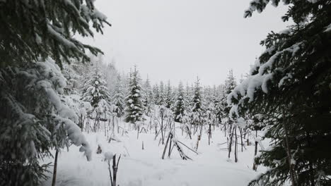 Verschneiter-Wald