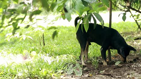 A black dog digging in a garden surrounded by greenery and sunlight, creating a playful summer outdoor scene