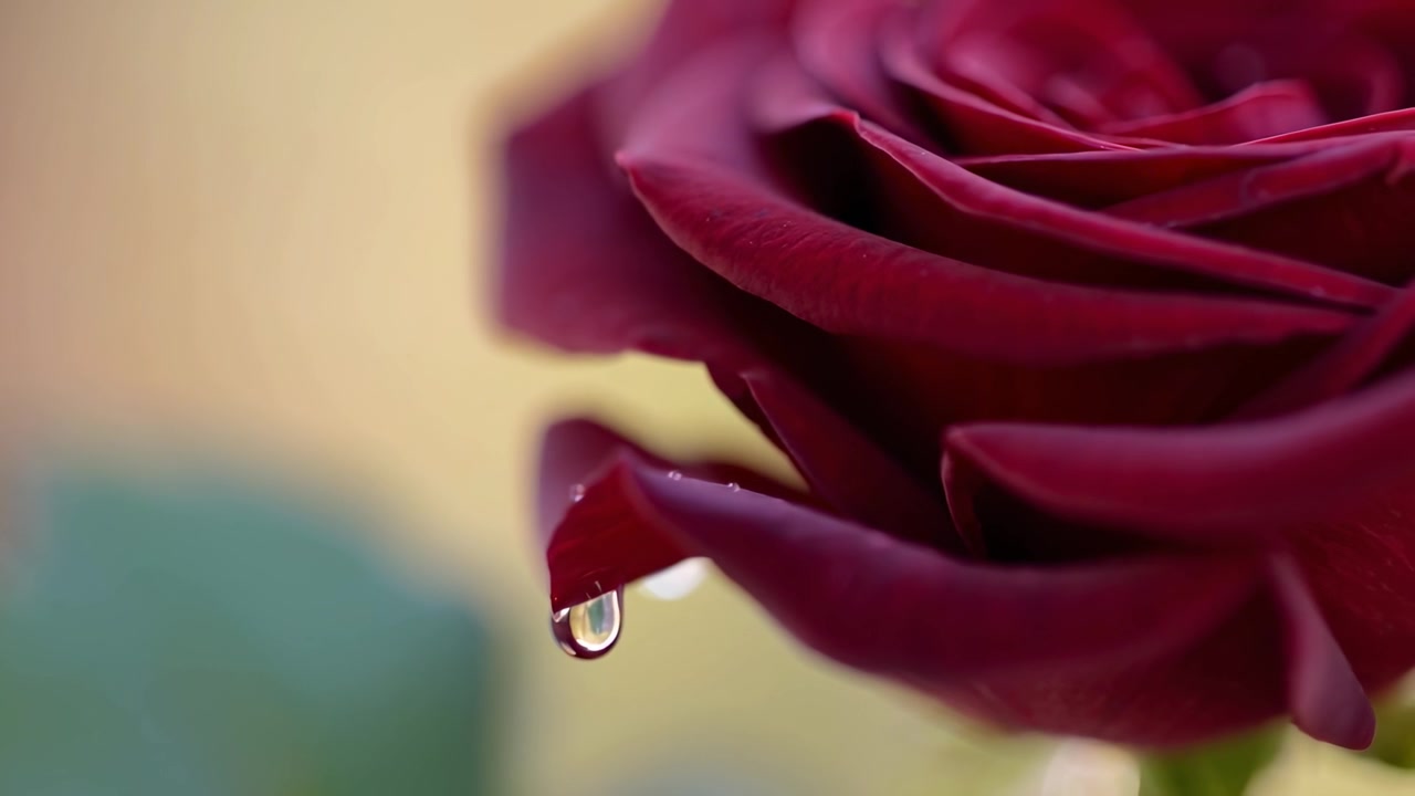 Primo piano di una singola goccia d'acqua su un petalo di rosa rosso intenso
