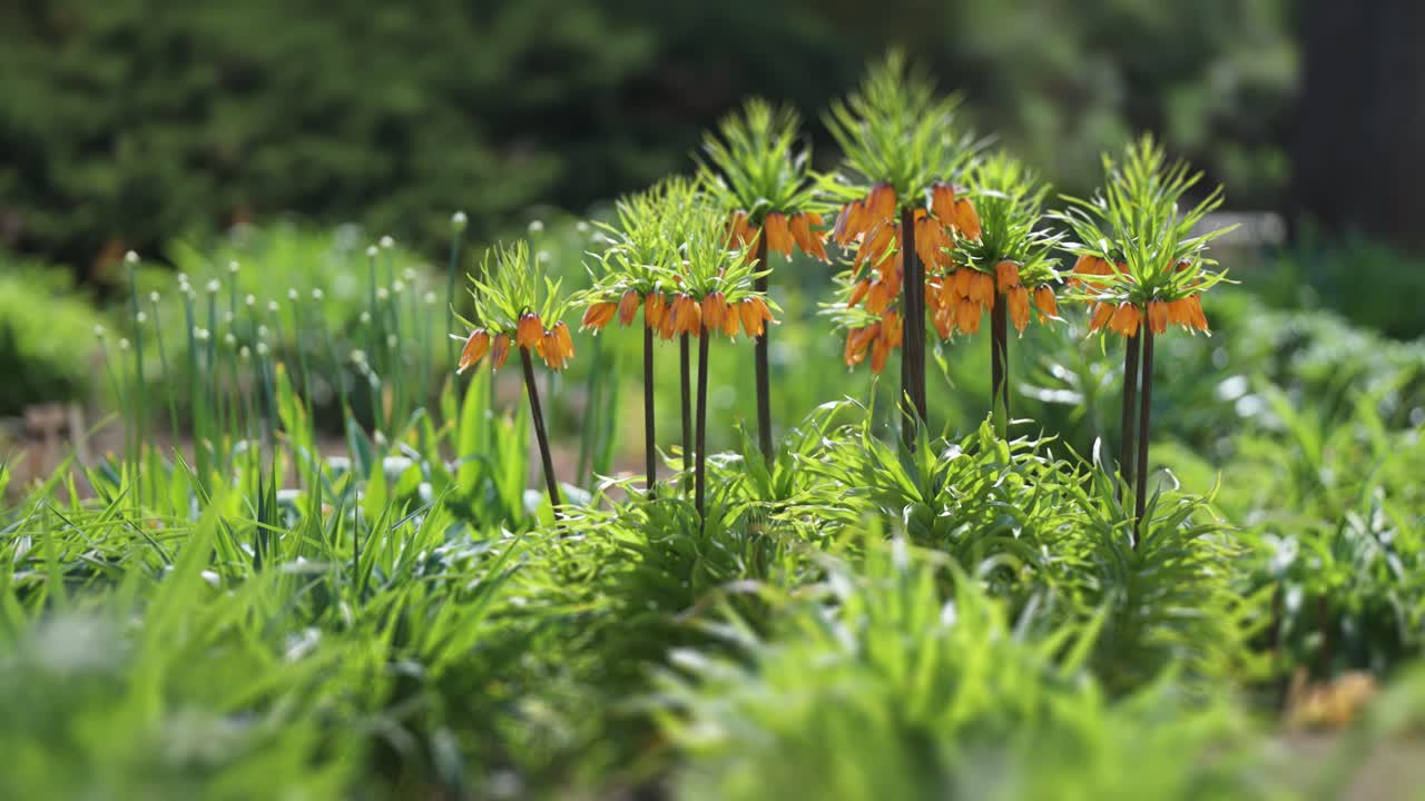 멋진 오로라 왕관 황실 꽃은 꽃 ⁇ 의 중앙에 꽃을 피운다
