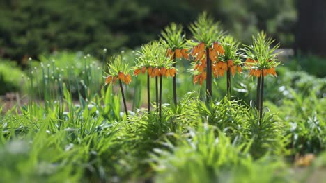 stunning aurora crown imperial flowers bloom in the center of the flowerbed