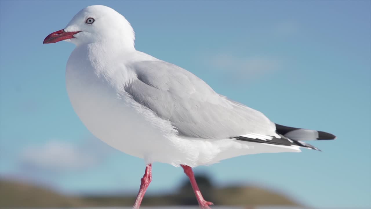 La mouette sur un toit