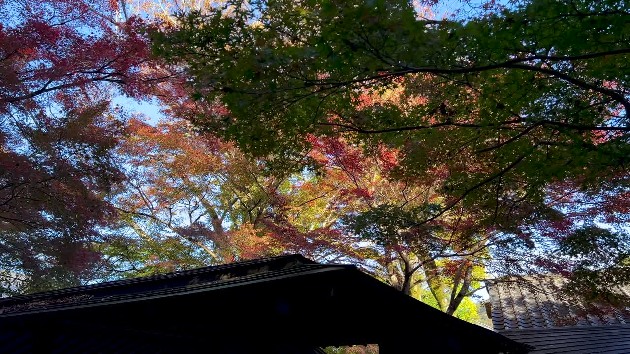 un paseo cinematográfico en cámara lenta alrededor de un techo con siluetas con colores de otoño