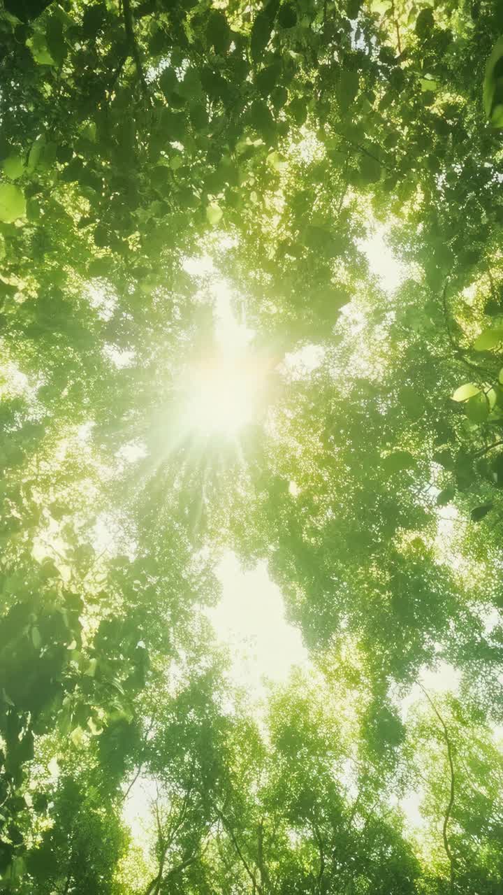Sunlight filters through lush green leaves, captured from a low-angle shot, creating a serene
