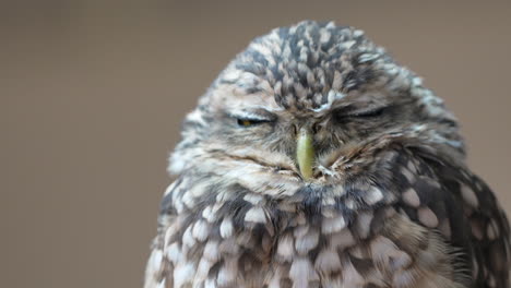 Macro-shot-of-sleepy-burrowing-owl-resting-outdoors-during-daytime-in-wilderness