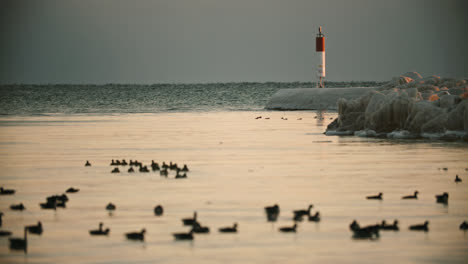 flock of wild canadian geese swimming in icy water during sunset with lighthouse