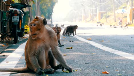 monkeys walk along the road of jungle in thailand