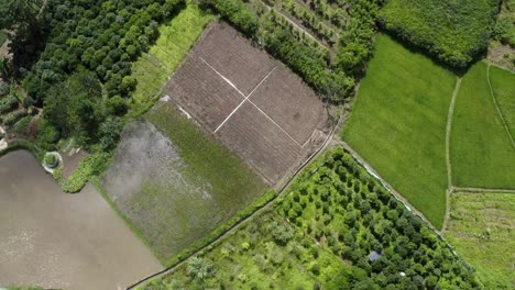 Aerial:-remote-agricultural-farmland-in-Asian-countryside