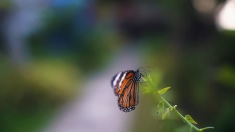 beautifully colored and dotted butterfly sits on a green branch searching for food while fluttering every now and then