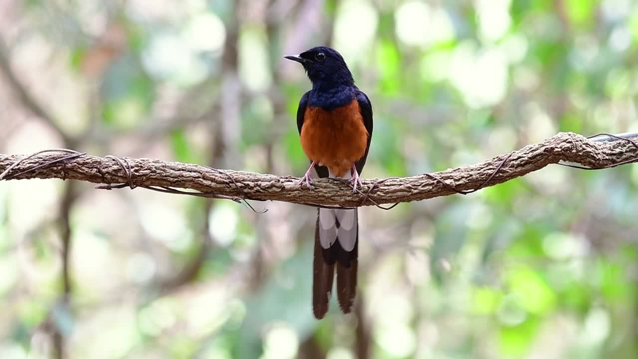 shama de rabadilla blanca encaramado en una vid con fondo bokeo del bosque, copsychus malabaricus, en cámara lenta
