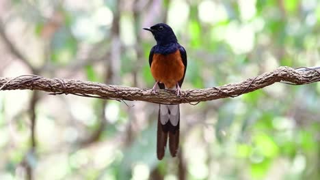 white-rumped shama perched on a vine with forest bokeh background, copsychus malabaricus, in slow motion