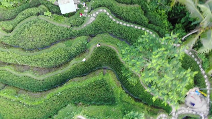 Aerial spin directly over lush green rice terraces in Bali
