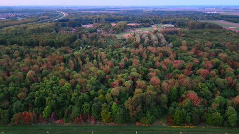 scenic aerial view of lush dutch forest. expansive forest landscape in the netherlands during twilight