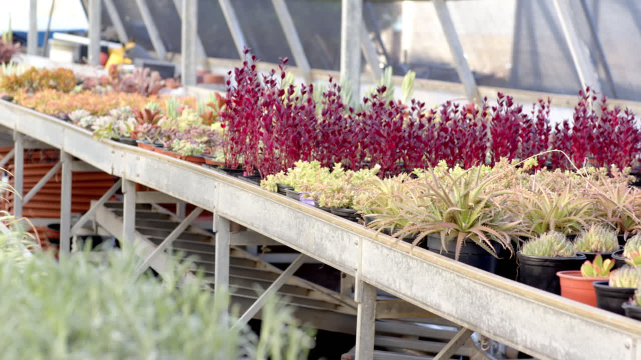 Colorful potted plants arranged on table in greenhouse nursery, thriving in sunlight