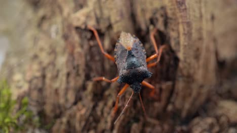 Die-Waldwanze-Oder-Rotbeinige-Schildwanze-(Pentatoma-Rufipes)-Ist-Eine-Art-Der-Schildwanze-Aus-Der-Familie-Der-Pentatomidae,-Die-In-Den-Meisten-Teilen-Europas-Häufig-Vorkommt.-Es-Bewohnt-Wälder,-Wälder,-Obstgärten-Und-Gärten