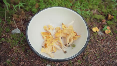 yellow wild edible mushrooms in white bowl