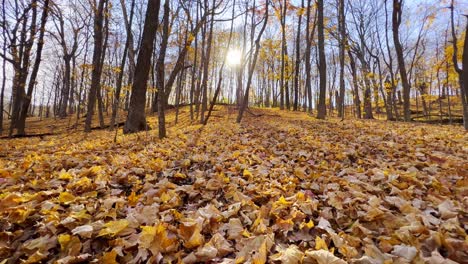 Sol-Brillando-A-Través-De-Los-árboles-En-Un-Bosque-Durante-El-Otoño-En-Minnesota