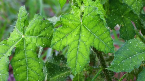 estas son las hojas de la ortiga texana cnidoscolus texanus, una planta con pelos punzantes