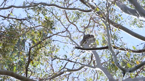 a wild koala bear holds on tightly to the swaying branches of an australian native eucalyptus gum tree