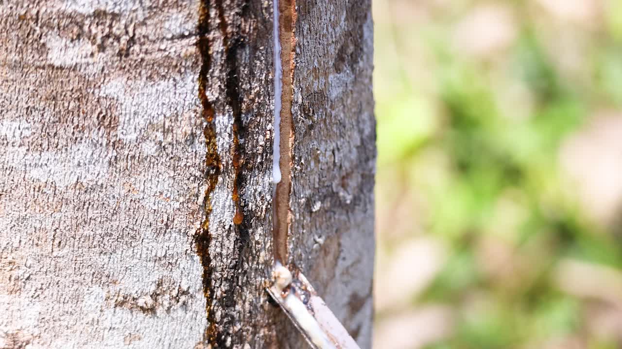 Macro view of latex extraction from rubber tree trunk, natural daylight, shallow depth of field