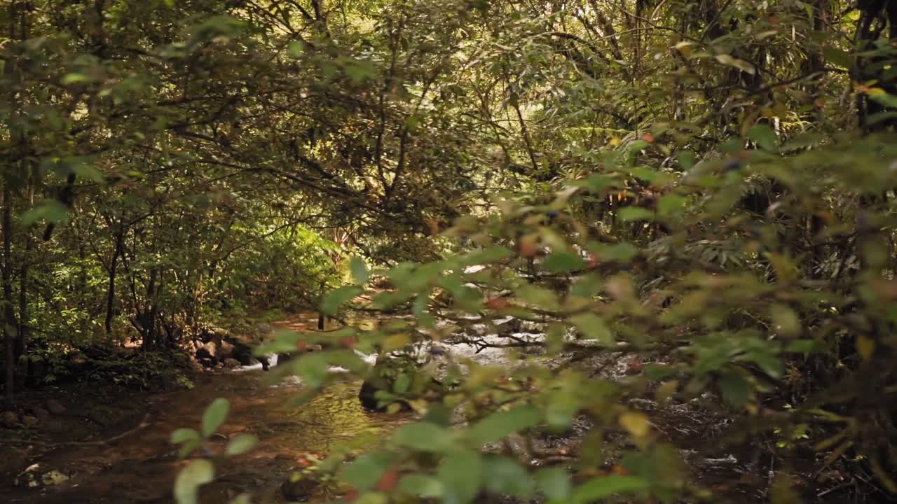 Corso d'acqua all'interno di una giungla pluviale amazzonica, con un fiume calmo e pulito, rocce e piante tropicali