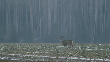 european roe deer flock eating on rape raps field in evening dusk