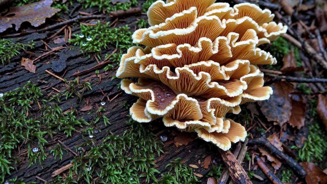 Close-up video of vibrant mushrooms on a mossy log, captured from a low angle