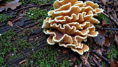 close-up video of vibrant mushrooms on a mossy log, captured from a low angle