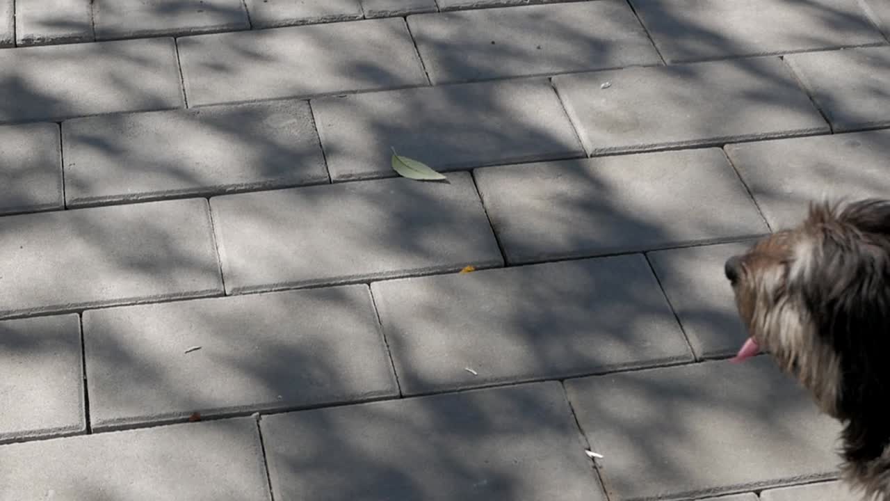 Static view of happy dog waiting for the ball during play: Daylight