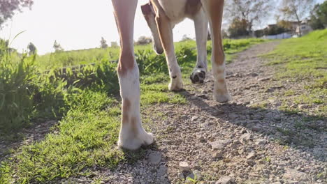 rear view of a walking domestic dog on sunny meadow park landscape, low angle shot, slow motion