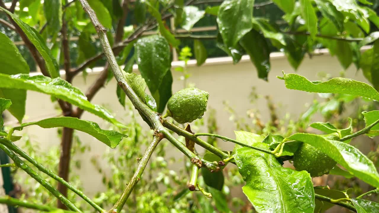 cuando la lluvia torrencial cae sobre las hojas de los árboles