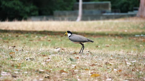 masked lapwing bird standing on grass with dried fallen leaves in kurnell national park, nsw, australia