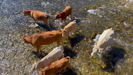 Magia-En-Cámara-Lenta:-Migración-De-Vacas-Y-Terneros-Por-El-Río-Bajo-Un-Sol-Radiante