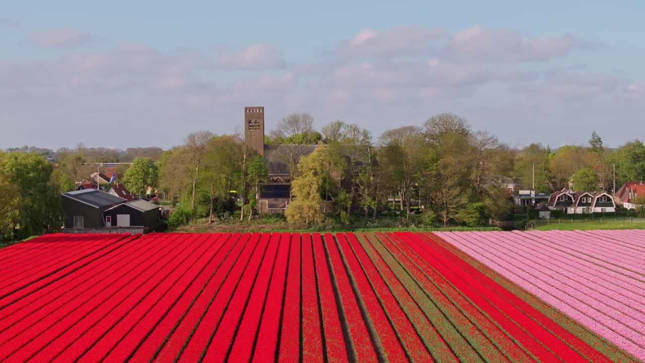 Vista aerea di file colorate di tulipani accanto a una chiesa storica a Stompetoren.
