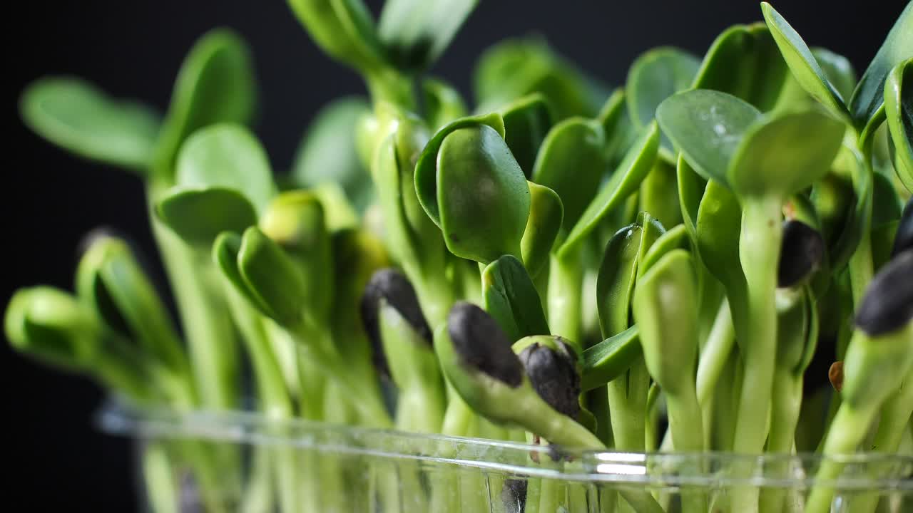 영양을 위한 씨앗의 발아. 묘목 마이크로 그린