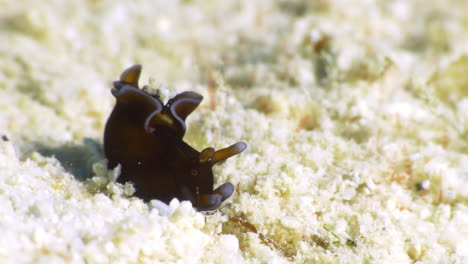 an incredible red sea hare nudibranch scans the sandy ocean floor, looking for chemical traces