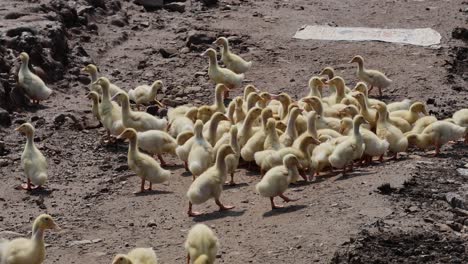 flock of ducklings eating together on a farm