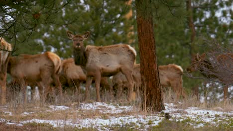 コロラド・エルクは大きな群れの鹿を聞いた 自然の群れの動物が 山の斜面に集まった 真冬の雪 ロッキー・マウンテンズ国立公園 エバーグリーン・テレフォト・ズーム 映画のスローモーション・パン 右に4k