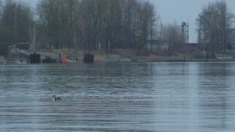 the great crested grebe in cloudy winter afternoon, reflections of green light port navigation ground marks in water, wide shot