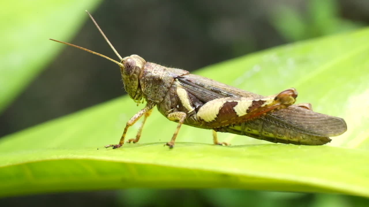 바람에 부드럽게 움직이는 녹색 잎에 메뚜기