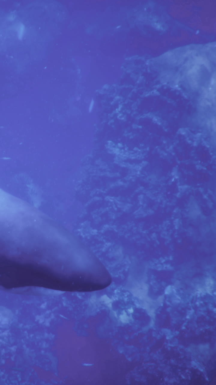 Primo piano di uno squalo che nuota elegantemente sott'acqua nell'oceano blu.