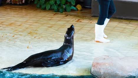 sea lion performs tricks with trainer