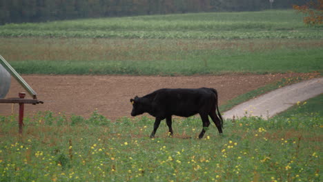 black cow grazing in the meadow