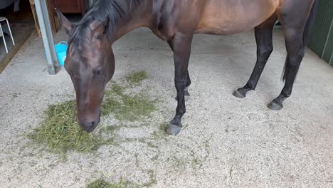 Primer-Plano-De-Caballo-Marrón-Comiendo-Heno-En-Queensland,-Australia