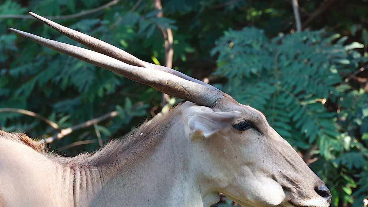 eland se mueve a través del exuberante entorno del zoológico