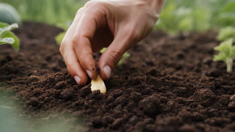a close-up of a hand planting a seed in fertile soil