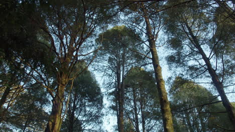 looking up to the sky, showing the trees and leaves and sky