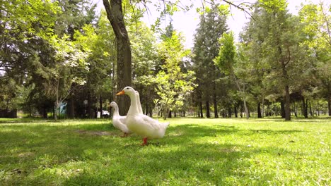 Tres-Curiosos-Patos-Blancos-Buscando-Comida-Y-Caminando-Por-El-Parque